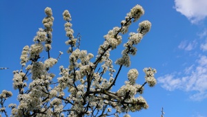 Het is weer lente!
